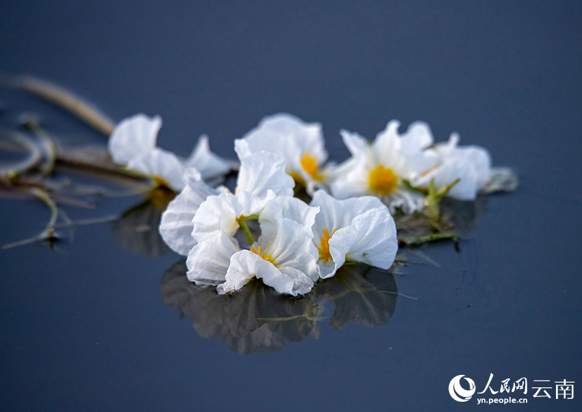 海菜花咲く湖面と漁をする人々　雲(yún)南大理?剣湖の10月の風物詩