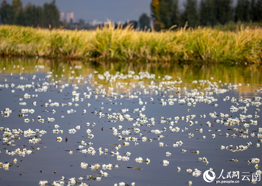 海菜花咲く湖面と漁をする人々　雲(yún)南大理?剣湖の10月の風(fēng)物詩