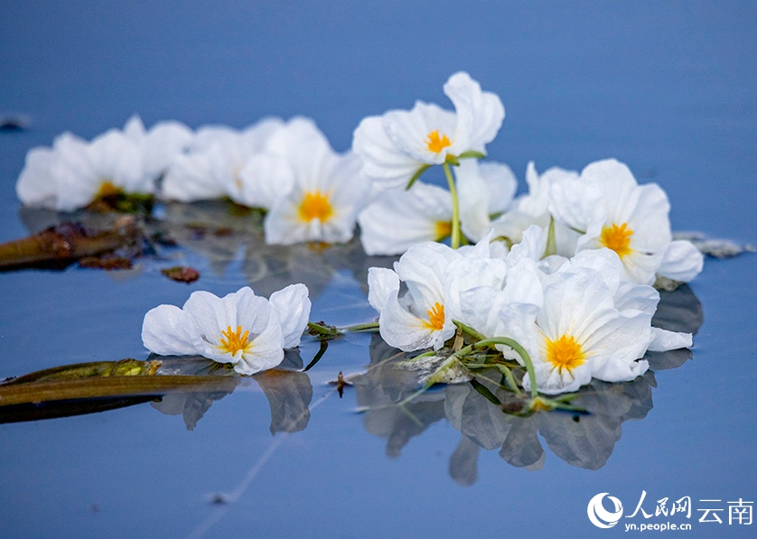 海菜花咲く湖面と漁をする人々　雲(yún)南大理?剣湖の10月の風(fēng)物詩