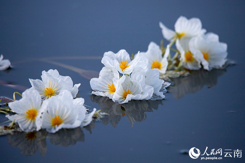 海菜花咲く湖面と漁をする人々　雲(yún)南大理?剣湖の10月の風(fēng)物詩