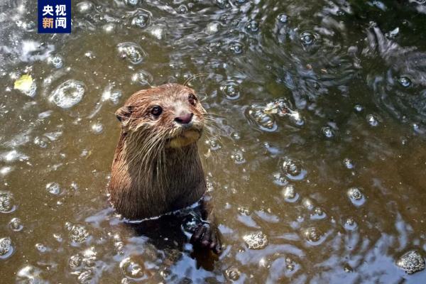 広州の南沙濕地で約10年ぶりにカワウソ確認　広東省