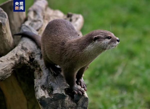 広州の南沙濕地で約10年ぶりにカワウソ確認　広東省