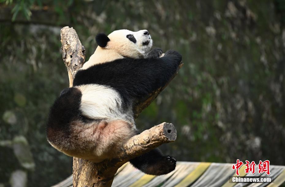 秋の陽(yáng)だまりで日向ぼっこする重慶動(dòng)物園のパンダ