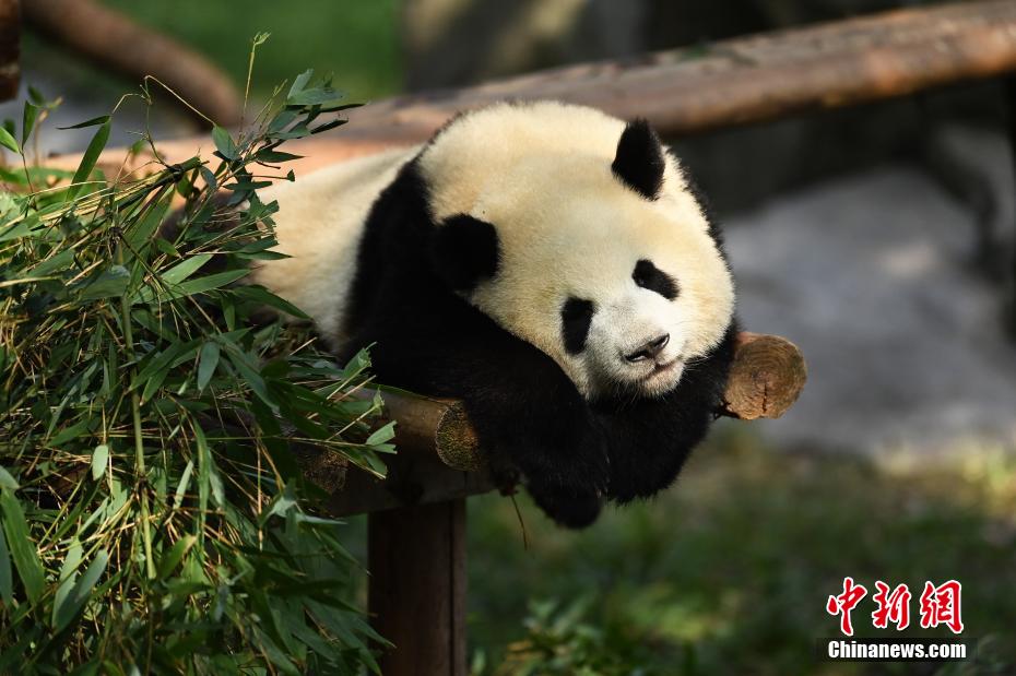 秋の陽だまりで日向ぼっこする重慶動物園のパンダ