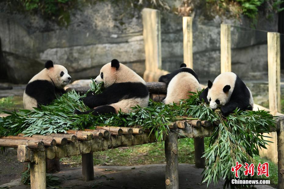 秋の陽だまりで日向ぼっこする重慶動物園のパンダ