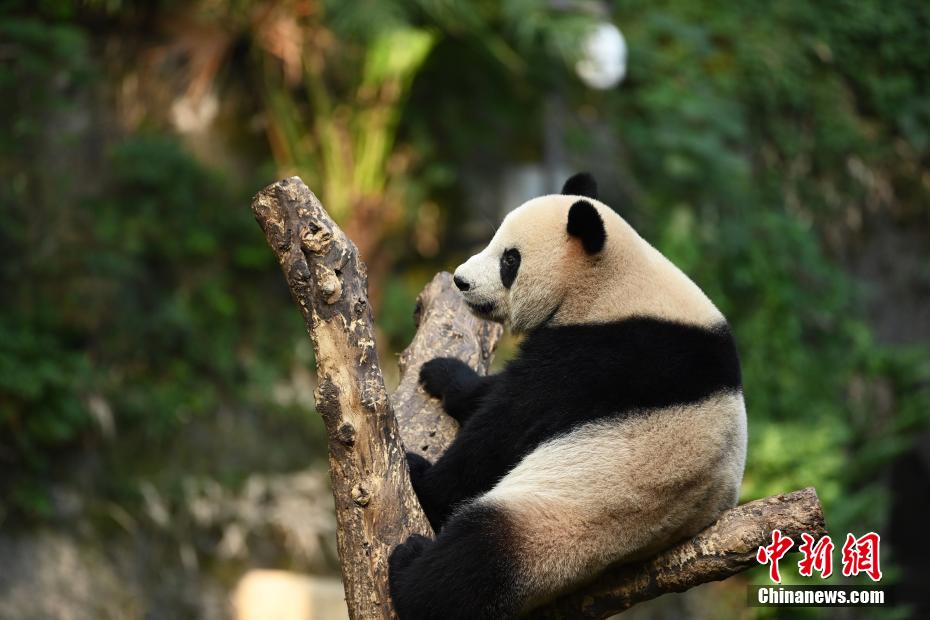 秋の陽(yáng)だまりで日向ぼっこする重慶動(dòng)物園のパンダ