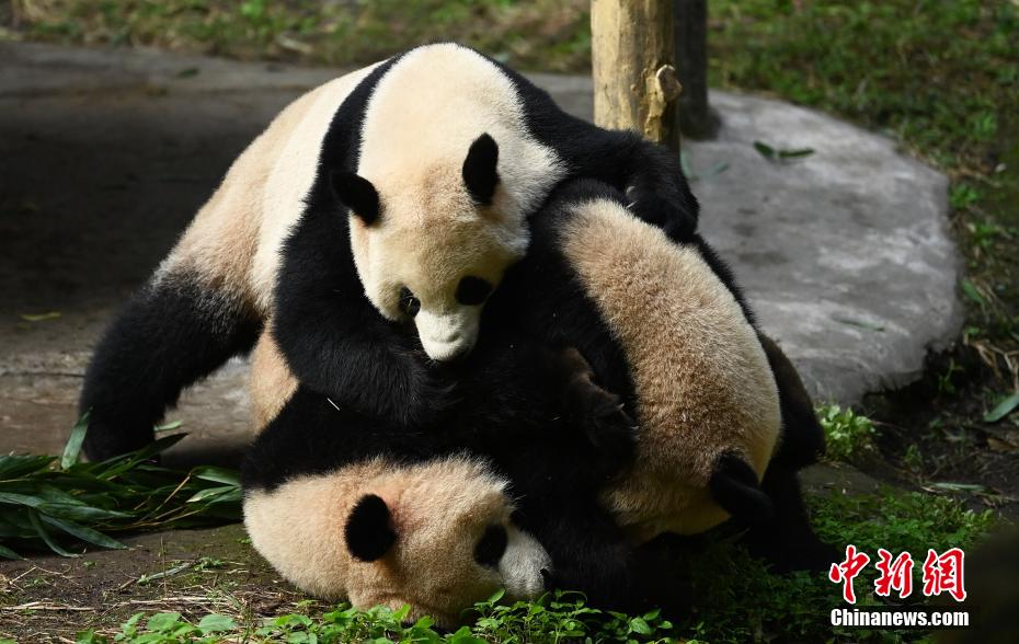 秋の陽だまりで日向ぼっこする重慶動物園のパンダ