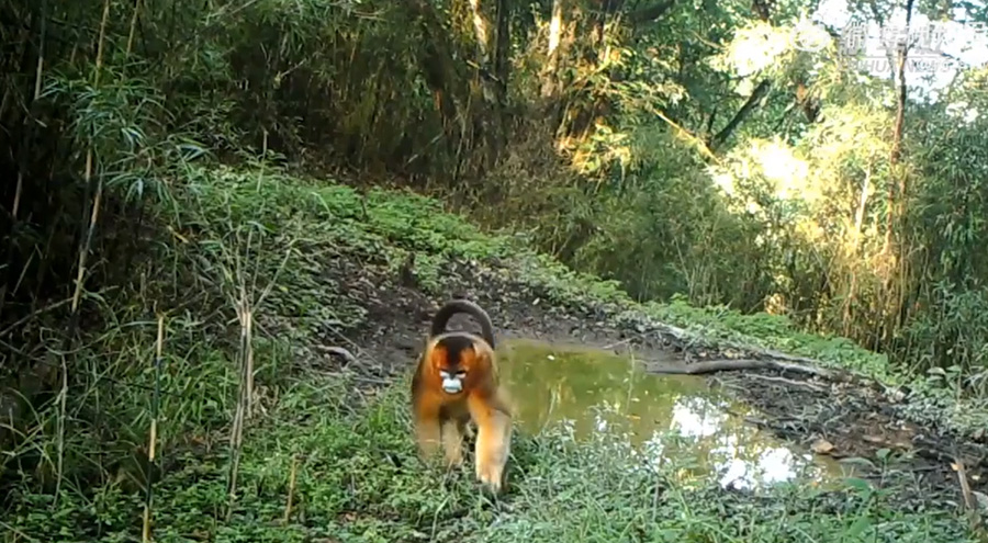 パンダ國(guó)家公園の赤外線(xiàn)カメラが捉えた希少動(dòng)物たち　四川省