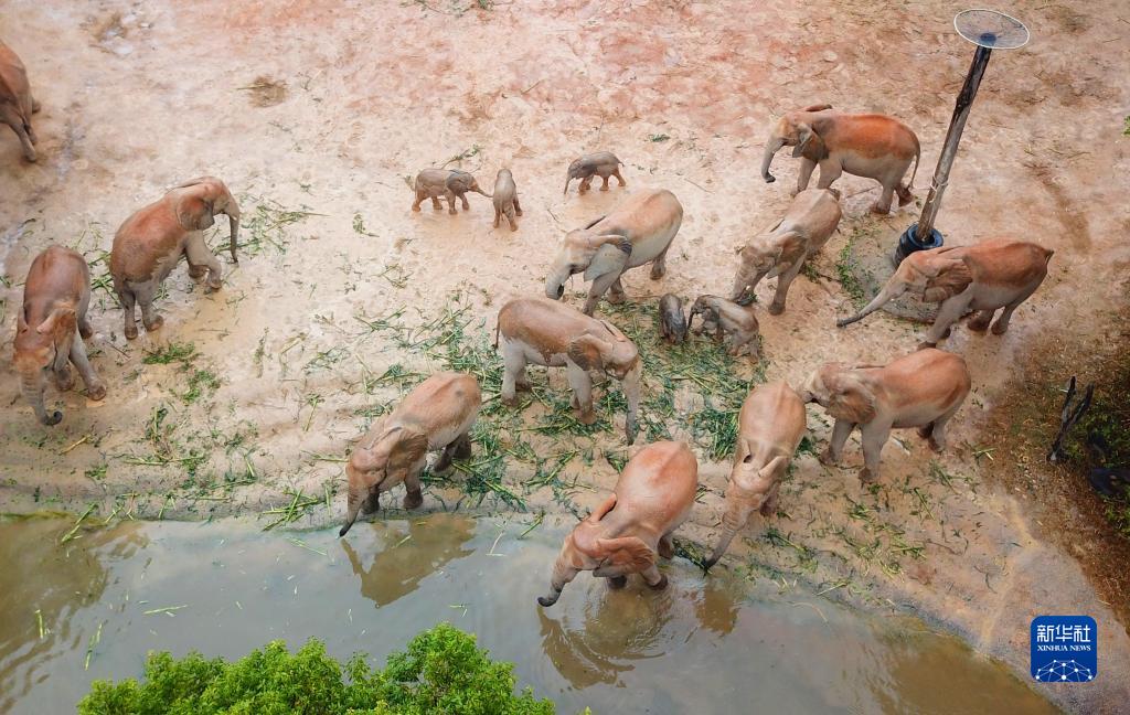 長隆野生動物世界がアフリカゾウ5頭の繁殖に成功　広東省清遠(yuǎn)