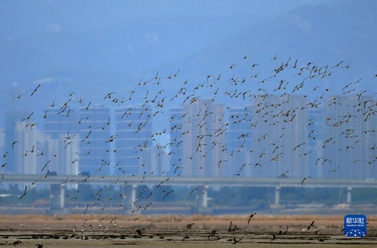 閩江河口濕地の鳥(niǎo)の群れ（11月5日撮影?魏培全）。