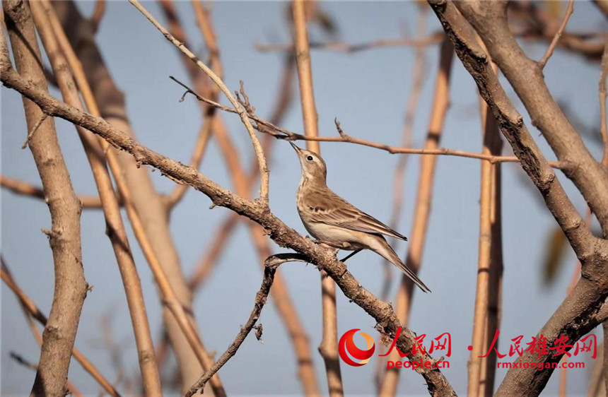 河北省雄安新區(qū)で新たに4種の野鳥を確認(rèn)　白洋淀に生息する野鳥は242種に