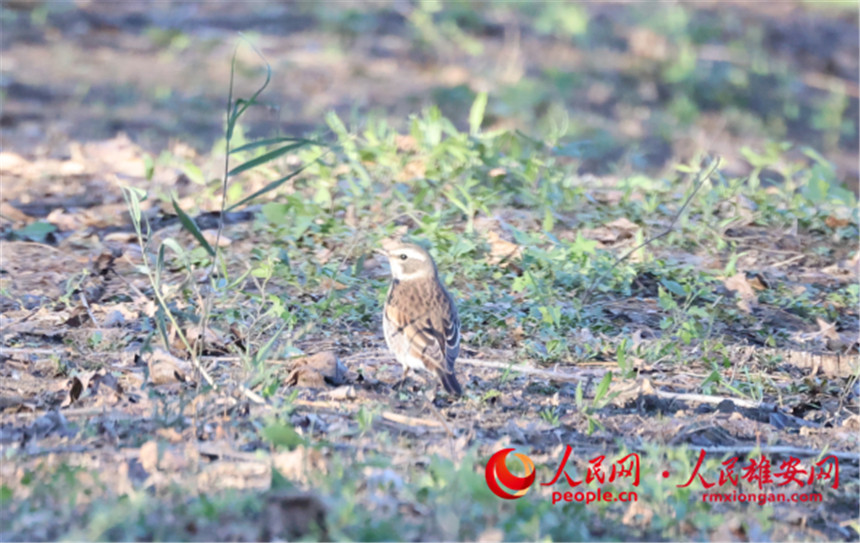 河北省雄安新區(qū)で新たに4種の野鳥を確認(rèn)　白洋淀に生息する野鳥は242種に