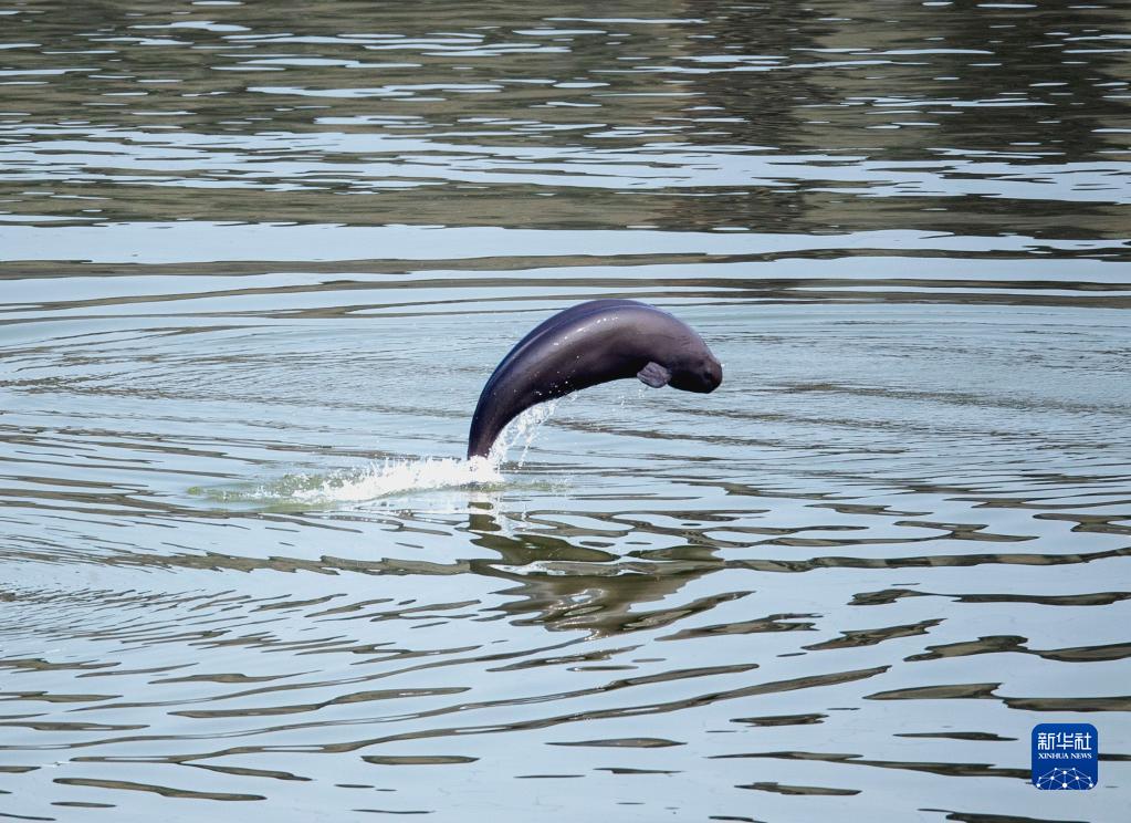 長江葛洲ダムの下流水域で泳ぎ戯れる長江スナメリ（11月9日撮影?文振効）。