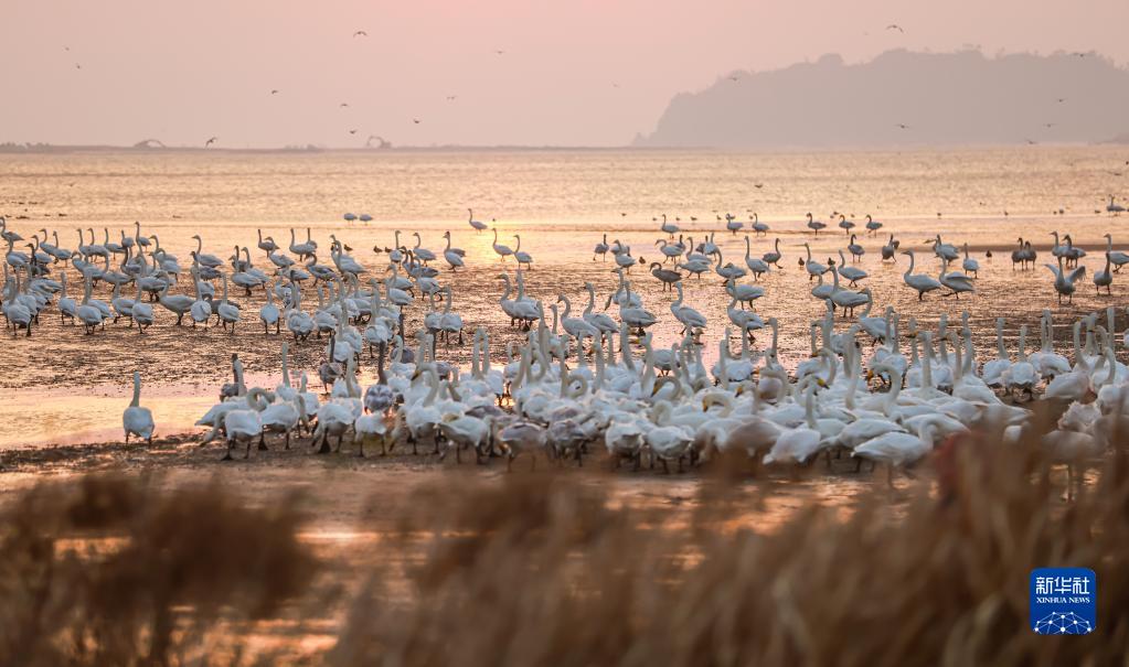 山東省栄成市成山鎮(zhèn)の天鵝湖濕地に飛來したオオハクチョウの大群（11月13日撮影?李信君）。