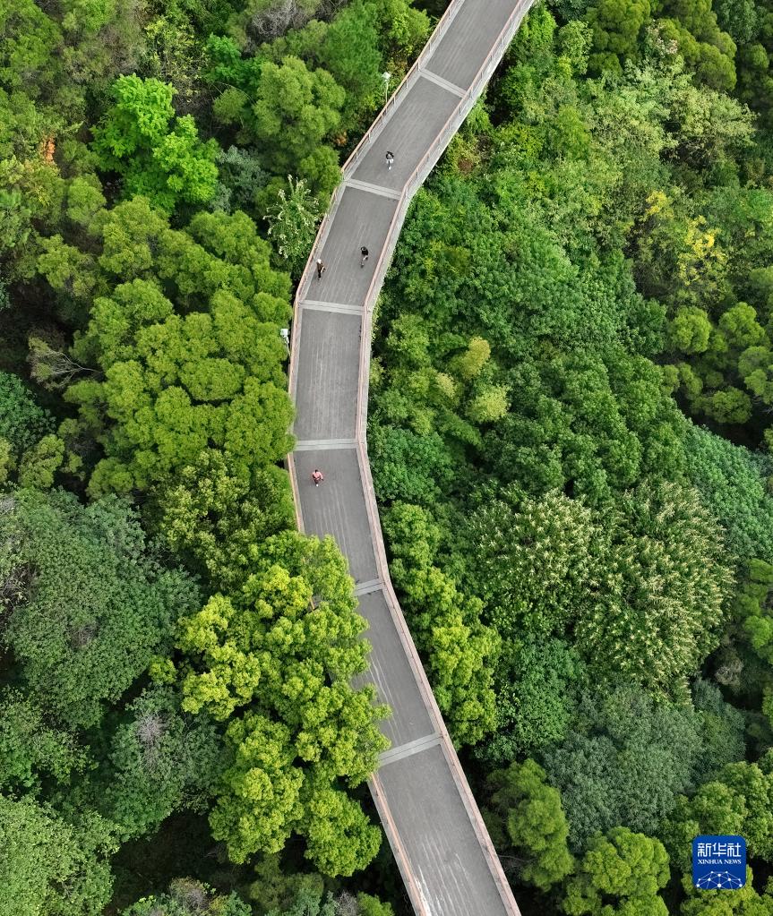 福建省福州市金鶏山公園の攬城桟道を歩く市民（11月18日ドローンによる撮影?魏培全）。