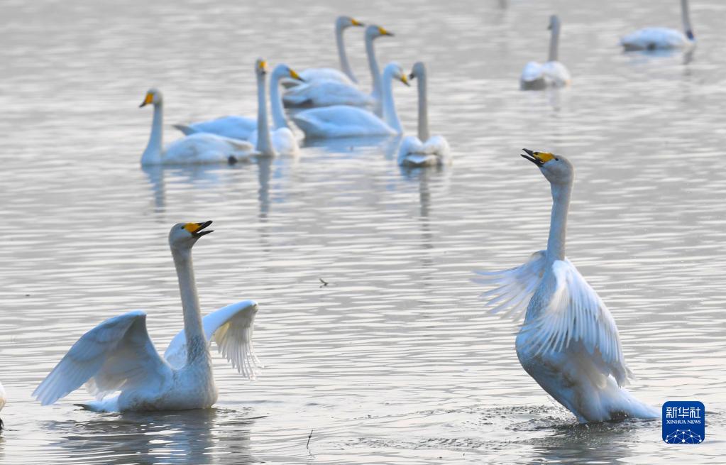 河南省三門峽市天鵝湖國家都市濕地公園に飛來した白鳥（11月23日撮影?王?。?