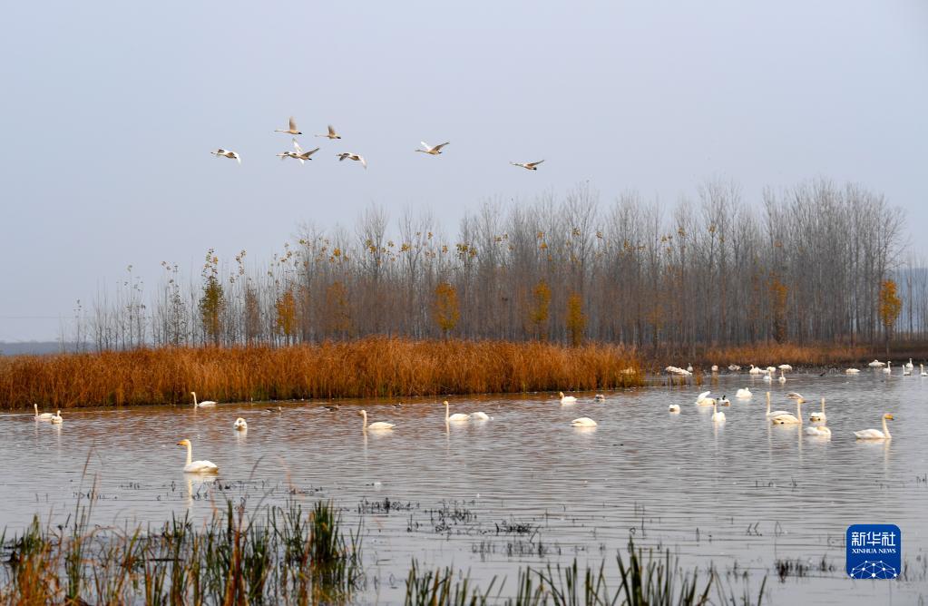 黃河沿いに広がる濕地公園に白鳥の大群が飛來(lái)　河南省三門峽