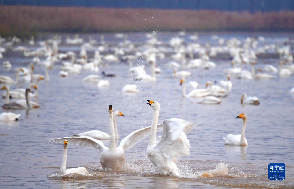 黃河沿いに広がる濕地公園に白鳥(niǎo)の大群が飛來(lái)　河南省三門(mén)峽