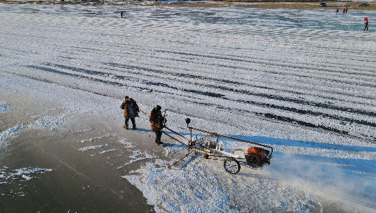 今年も松花江で氷の切り出し作業(yè)始まる　黒竜江省哈爾浜