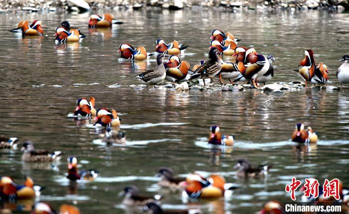 濕地公園に生息するオシドリのつがいは數(shù)百組に　湖北省南漳