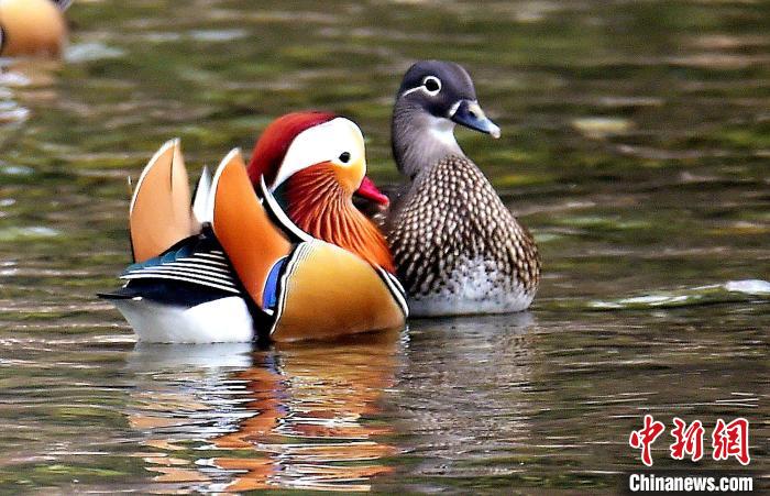 濕地公園に生息するオシドリのつがいは數(shù)百組に　湖北省南漳