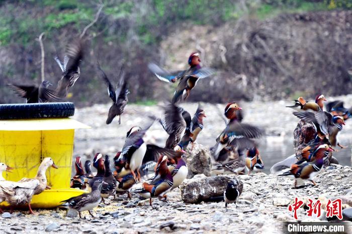 清涼河濕地公園で撮影されたオシドリの群れ（撮影?熊明銀）。