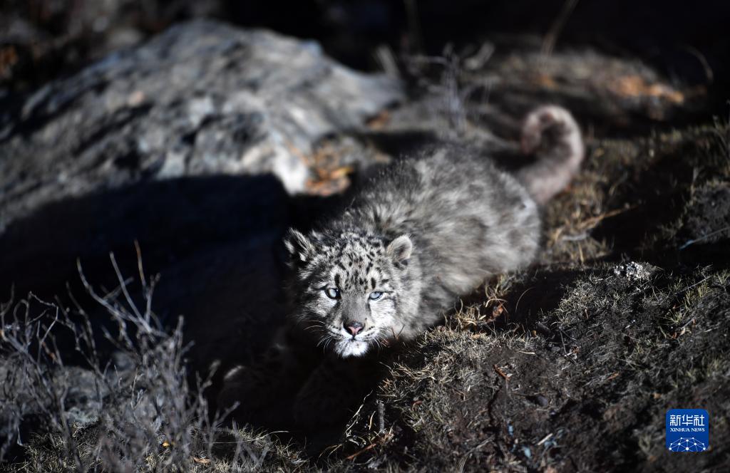 大自然に戻されたユキヒョウ　西蔵自治區(qū)