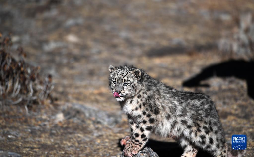 大自然に戻されたユキヒョウ　西蔵自治區(qū)