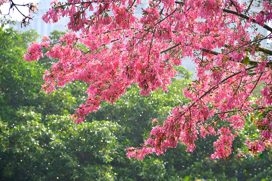 白鷺洲公園で「冬の花見」、トックリキワタが満開　福建省廈門