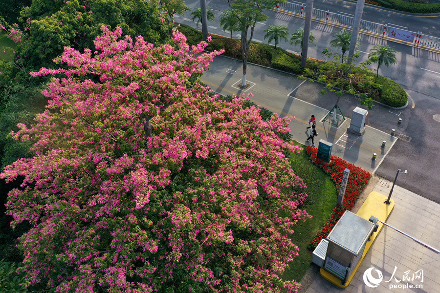 白鷺洲公園で「冬の花見」、トックリキワタが満開　福建省廈門