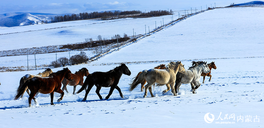 雪煙を上げて雪原を疾走する馬　內(nèi)蒙古自治區(qū)額爾古納