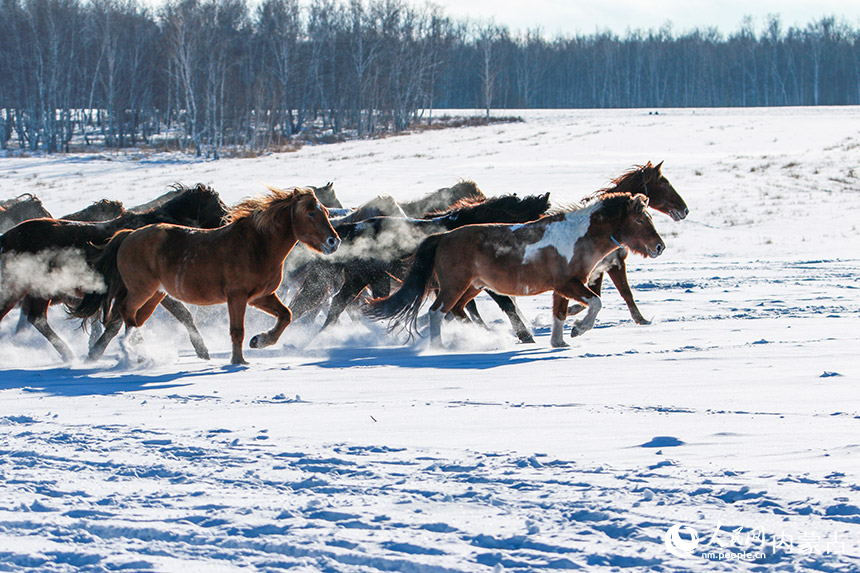 雪煙を上げて雪原を疾走する馬　內(nèi)蒙古自治區(qū)額爾古納