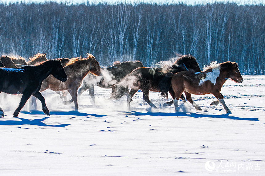 雪煙を上げて雪原を疾走する馬　內(nèi)蒙古自治區(qū)額爾古納