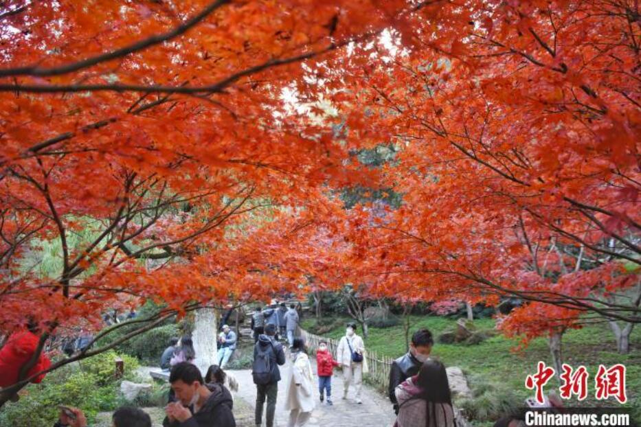 紅葉が見ごろを迎えた岳麓山　湖南省長沙