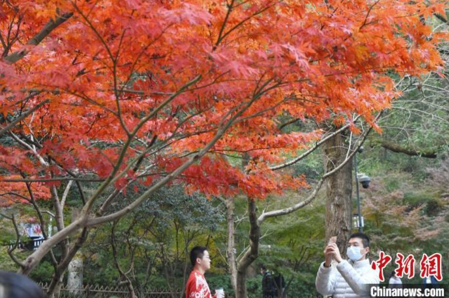 紅葉が見ごろを迎えた岳麓山　湖南省長沙