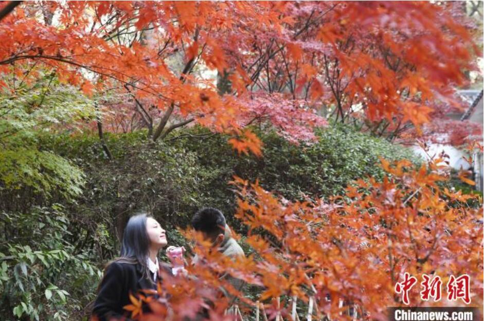 紅葉が見ごろを迎えた岳麓山　湖南省長沙