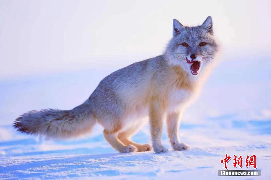 雪原で絶滅危懼種のコサックギツネに遭遇　內(nèi)蒙古