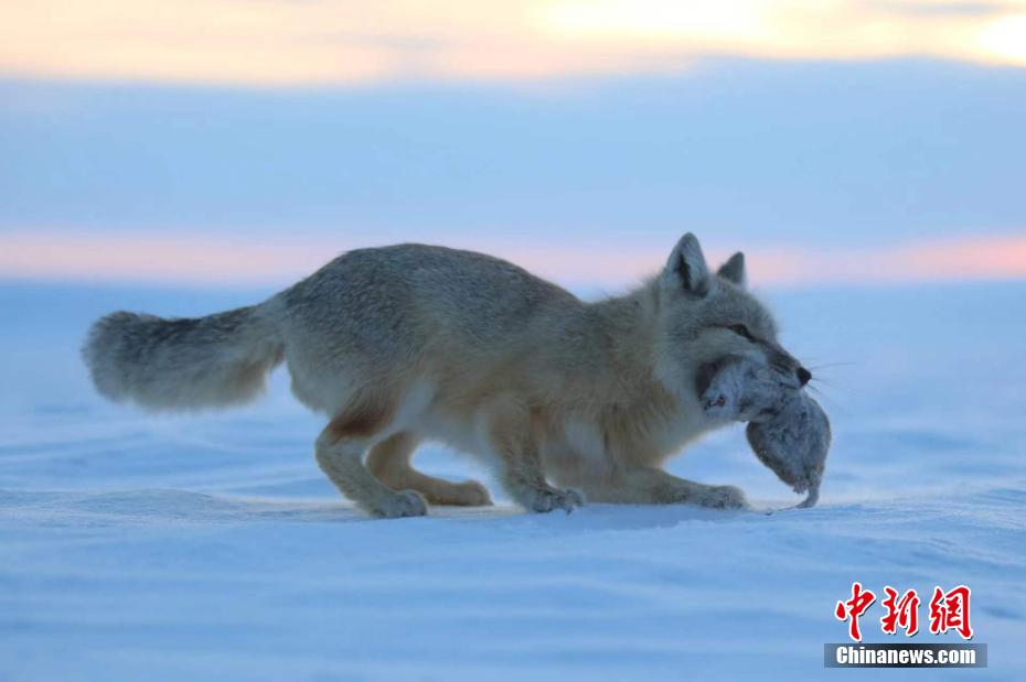 雪原で絶滅危懼種のコサックギツネに遭遇　內(nèi)蒙古