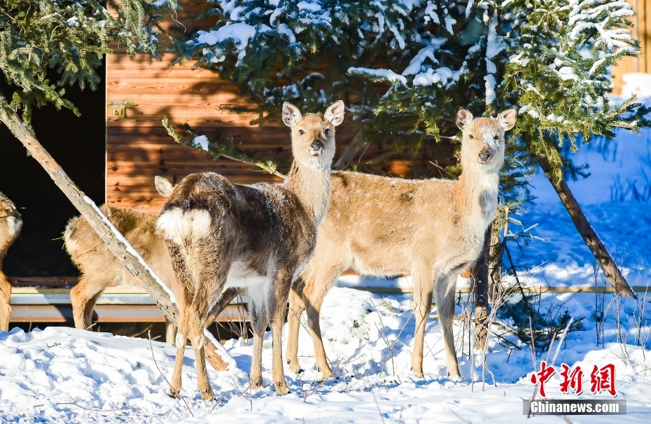 第17回阿爾山氷雪フェスティバルが開(kāi)幕　內(nèi)蒙古