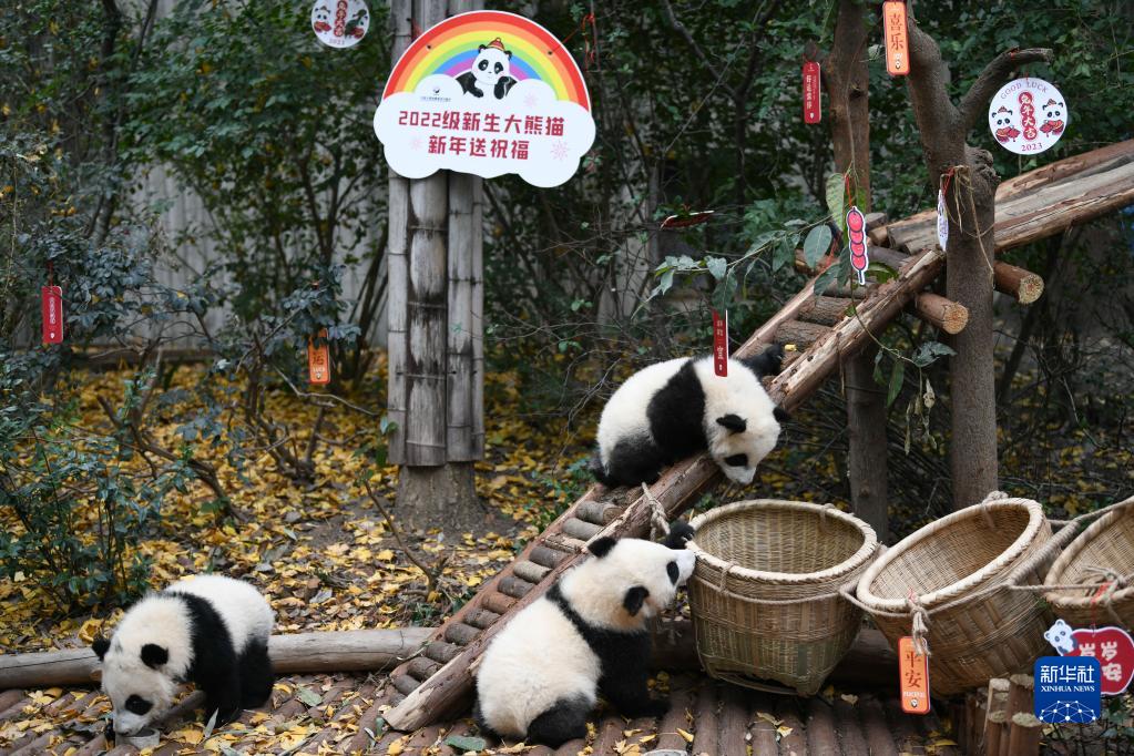 四川省成都ジャイアントパンダ繁殖研究基地で撮影されたジャイアントパンダの赤ちゃん（12月29日撮影?胥氷潔）。