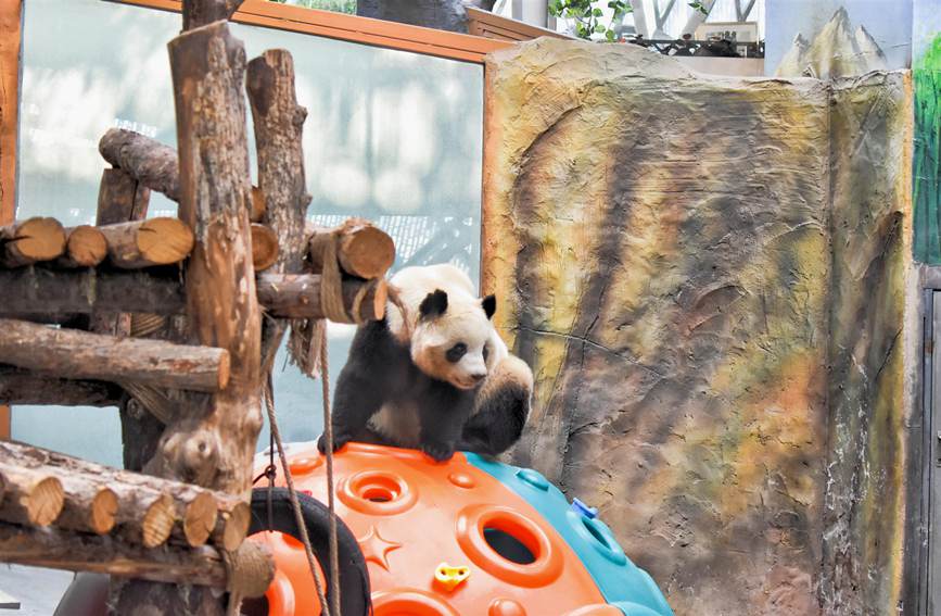 新年迎えたパンダ館 青海省西寧