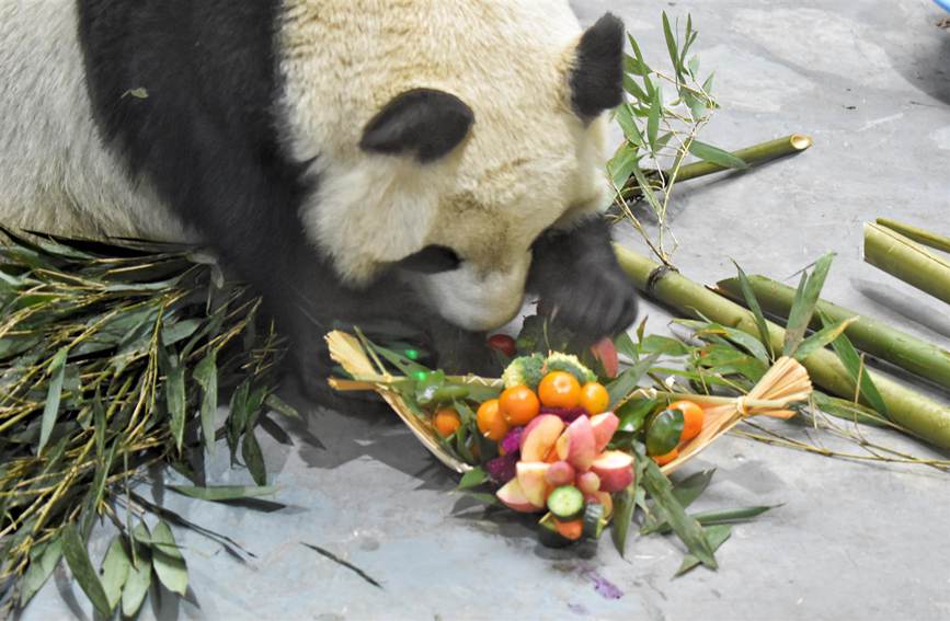 新年迎えたパンダ館 青海省西寧