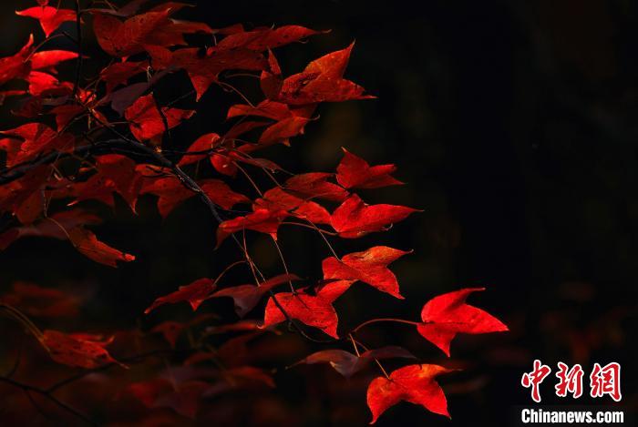 赤く色づいた広大な紅葉の森　広西徳保