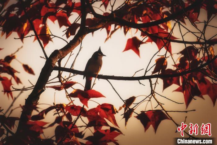 赤く色づいた広大な紅葉の森　広西徳保