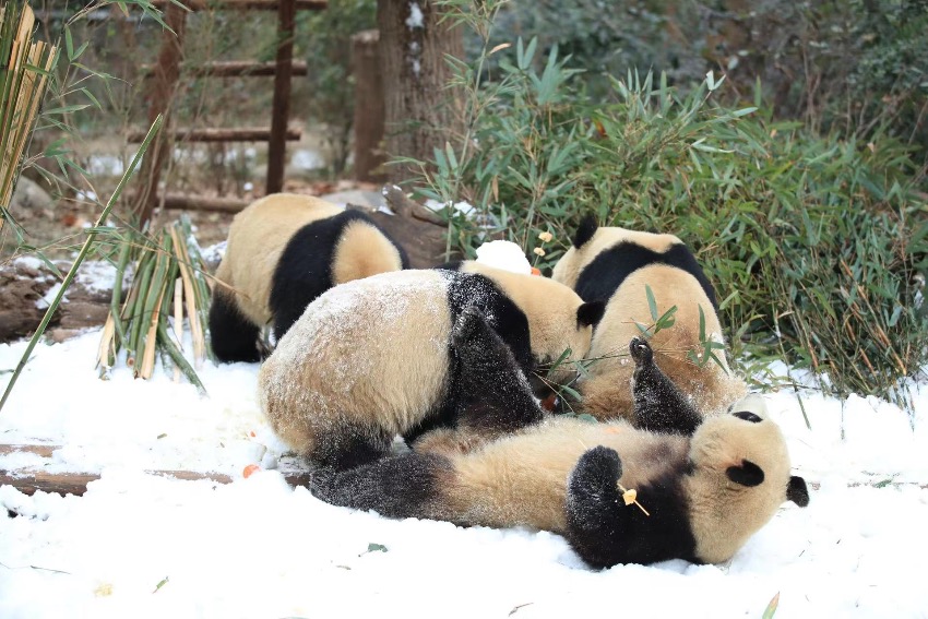 楽しそうに雪遊びをするジャイアントパンダ（寫真提供?成都ジャイアントパンダ繁殖研究基地）。