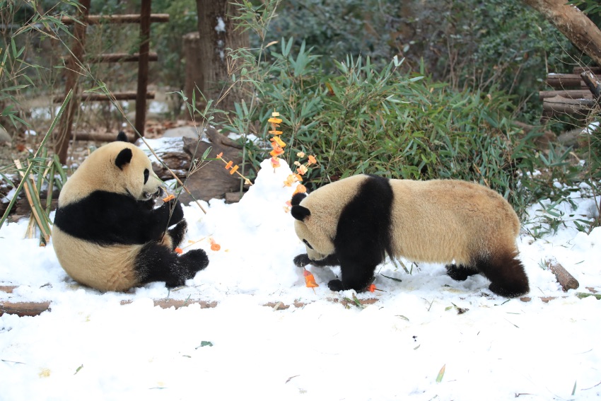 雪の中を楽しそうに転げまわるパンダ　四川省