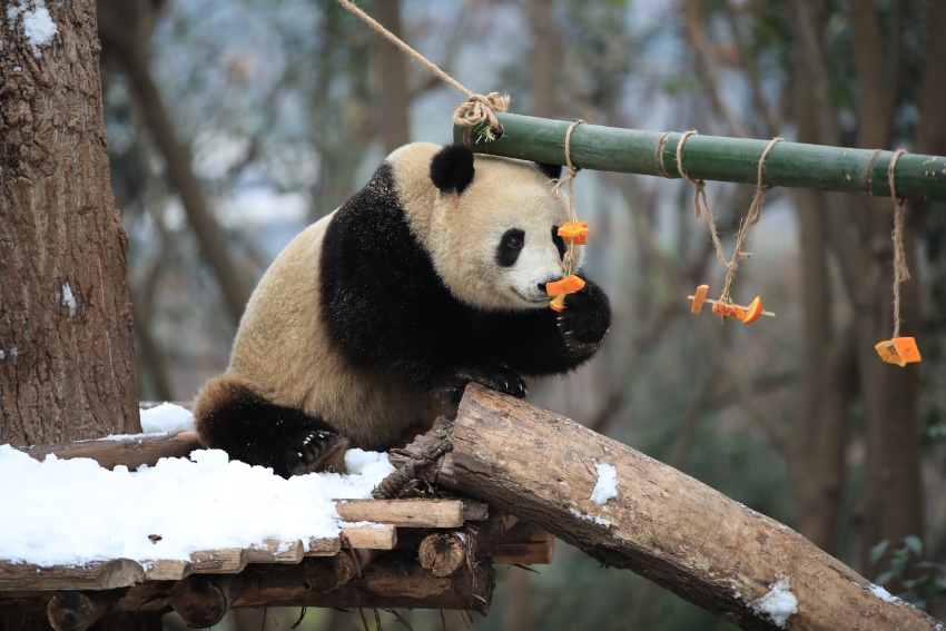 雪の中を楽しそうに転げまわるパンダ　四川省