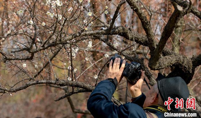 梅の花ほころぶ武漢東湖　湖北省