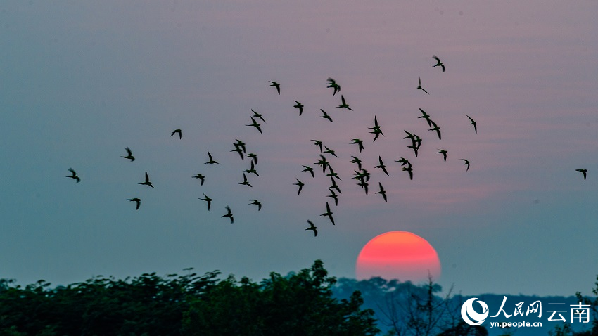 バライロコセイインコの群れをとらえた寫(xiě)真の數(shù)々　雲(yún)南省徳宏州