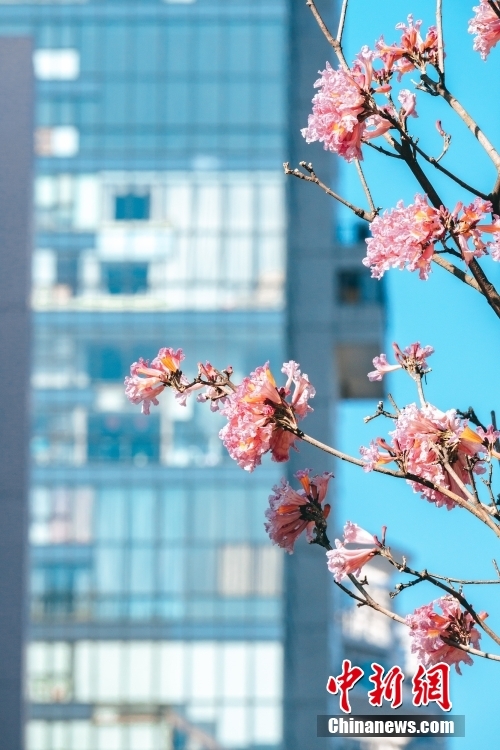 風(fēng)にそよぐ満開のトランペット?ツリーの花　広東省